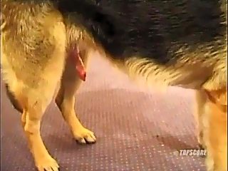 Wife fucked by dog and husband