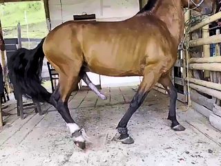 Active horse bestiality with scream