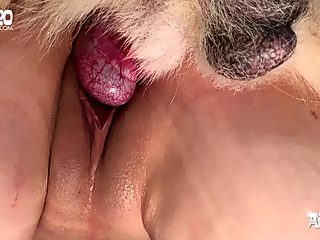 Screaming dog porn
