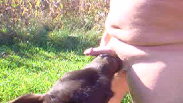 Calf sucks dick and gets cum