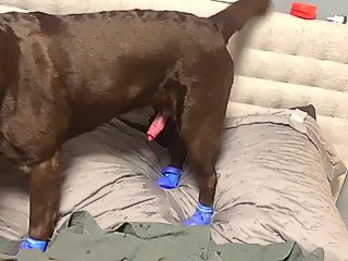Beautiful girl and dog sex