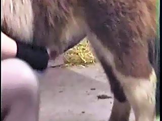 so long and good zoo sex video