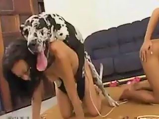 dogfuck compilation