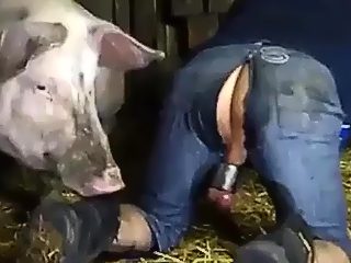 Pig fuck man video