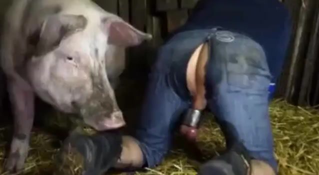 Pig fuck man video - Bestiality Sex