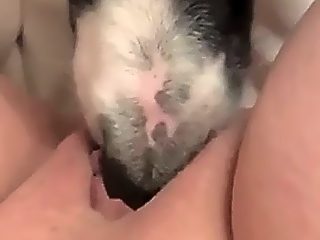 Homemade bestiality licking