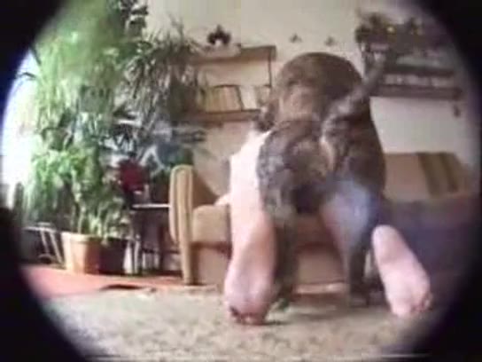 Pregnant @ Dog