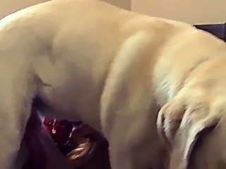 Woman sucking dog porn