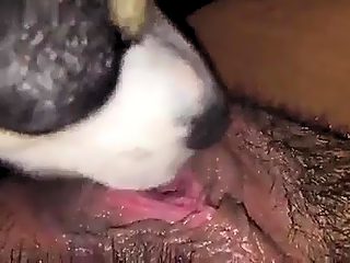 Bestiality dog licking pussy